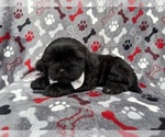 Small #4 Zuchon