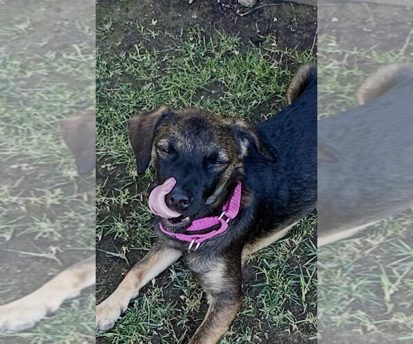 Medium Photo #5 Mutt Puppy For Sale in San Diego, CA, USA