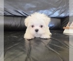Small #2 Maltese