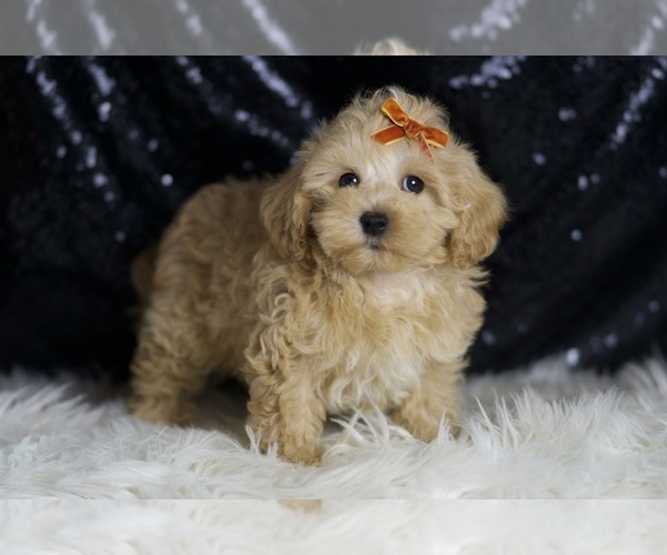 Medium Photo #3 Maltipoo Puppy For Sale in WARSAW, IN, USA