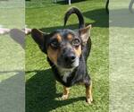 Small #2 Chihuahua Mix