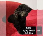 Small #2 Poodle (Miniature)