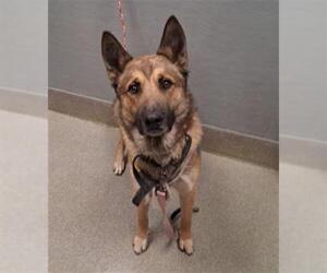 German Shepherd Dog-Unknown Mix Dogs for adoption in Las Vegas, NV, USA