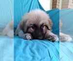 Small #7 King Shepherd