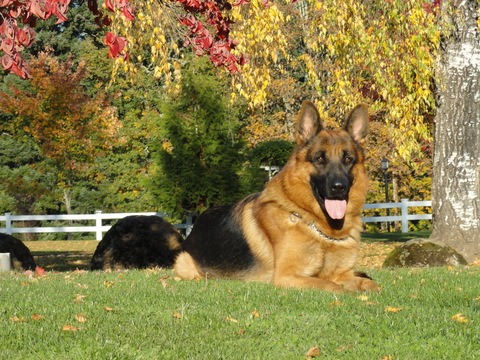 Medium Photo #6 German Shepherd Dog Puppy For Sale in FOREST GROVE, OR, USA
