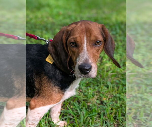 Medium Photo #8 Beagle Puppy For Sale in Dunnellon, FL, USA