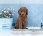 Small Photo #1 Goldendoodle (Miniature) Puppy For Sale in ITASCA, TX, USA