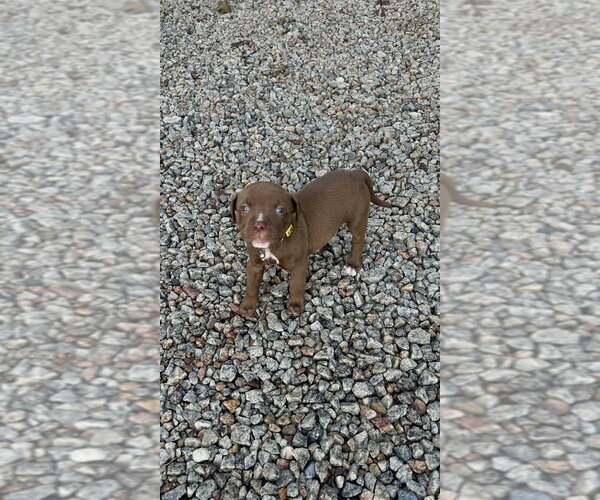 Medium Photo #1 Mutt Puppy For Sale in Mooresville, NC, USA