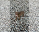 Small Mutt