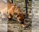 Small Photo #21 Rhodesian Ridgeback Puppy For Sale in MORONGO VALLEY, CA, USA