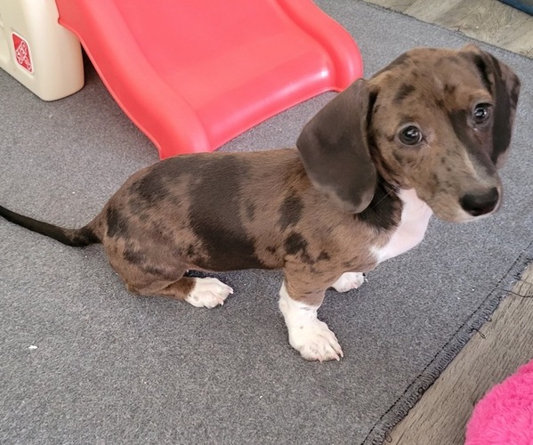 Medium Photo #3 Dachshund Puppy For Sale in WALLACE, CA, USA