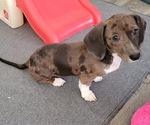 Small #2 Dachshund