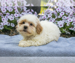 Puppy Knox ShihPoo