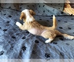 Small #1 Chinese Crested
