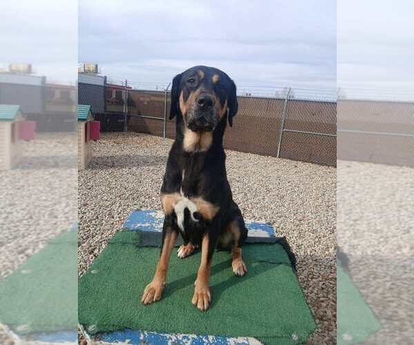 Medium Photo #1 Mutt Puppy For Sale in Evansville, IN, USA