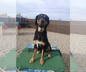 Mutt Dogs for adoption in Evansville, IN, USA