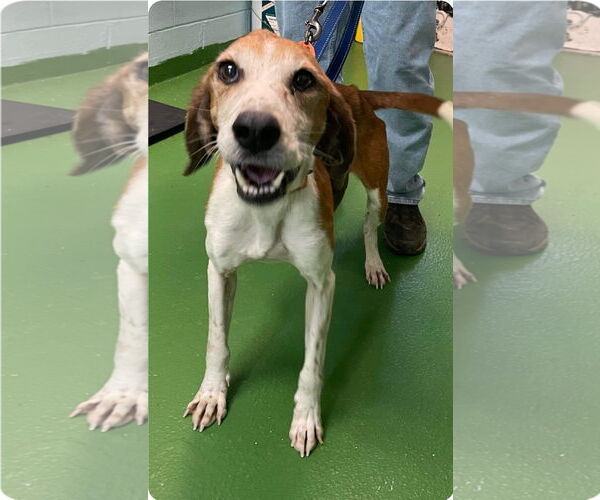 Medium Photo #5 Mutt Puppy For Sale in Rustburg, VA, USA