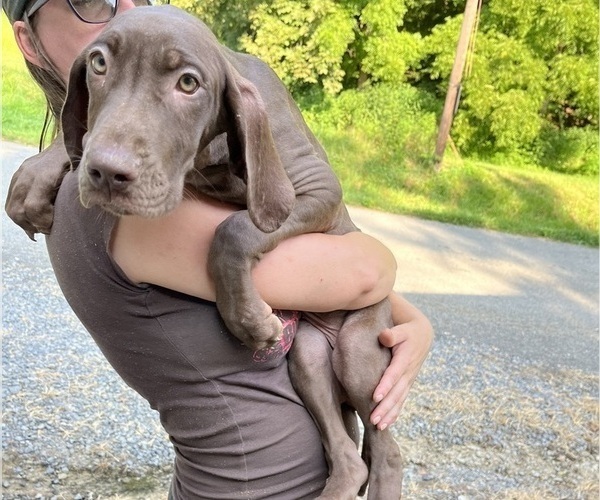 Medium Photo #20 Great Dane Puppy For Sale in SPRAGGS, PA, USA