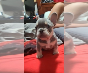French Bulldog Puppy for sale in SAN ANTONIO, TX, USA