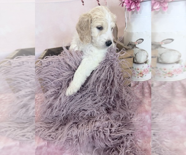 Medium Photo #109 Aussie-Poo-Goldendoodle Mix Puppy For Sale in COMMERCE, MI, USA