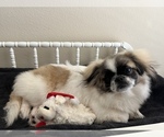 Small Photo #1 Pekingese Puppy For Sale in CYPRESS, TX, USA