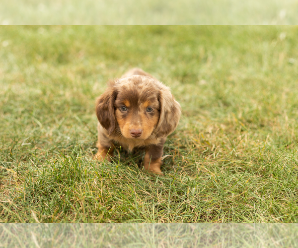 Medium Photo #2 Dachshund Puppy For Sale in NAPPANEE, IN, USA