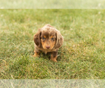 Small #1 Dachshund