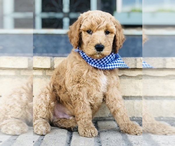 Medium Photo #5 Goldendoodle-Poodle (Standard) Mix Puppy For Sale in HUNTINGTON, AR, USA