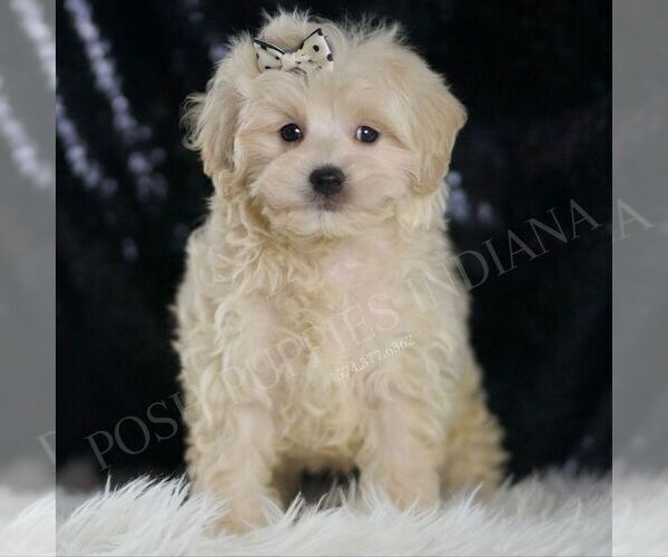 Medium Photo #4 Maltipoo Puppy For Sale in WARSAW, IN, USA