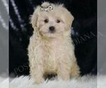 Small #3 Maltipoo