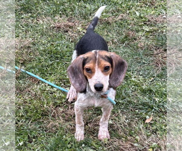 Medium Photo #3 Beagle Puppy For Sale in Batavia, OH, USA