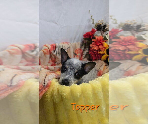 Medium Photo #1 Mutt Puppy For Sale in Foristell, MO, USA