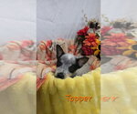 KP Topper - Male Mutt Dog for Adoption - Small photo