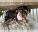 Small #8 Yorkshire Terrier