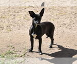 Small #6 Chihuahua