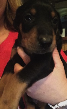 Medium Photo #1 Doberman Pinscher Puppy For Sale in ZIONVILLE, NC, USA