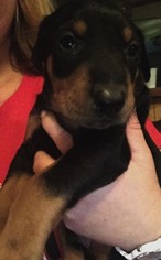 Doberman Pinscher Puppy for sale in ZIONVILLE, NC, USA