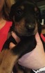 Small Photo #1 Doberman Pinscher Puppy For Sale in ZIONVILLE, NC, USA