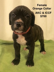 Cane Corso Puppy for sale in SMITHVILLE, MS, USA