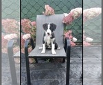 Small Photo #3 Border Collie Puppy For Sale in FREDERICKSBURG, OH, USA
