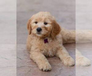 Goldendoodle Puppy for sale in OWENSBORO, KY, USA