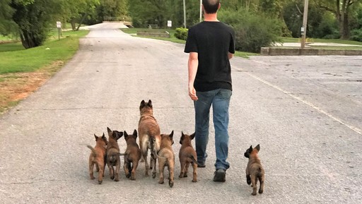 Medium Photo #3 Belgian Malinois Puppy For Sale in WEST PLAINS, MO, USA
