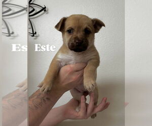 Mutt Dogs for adoption in Bellevue, WA, USA