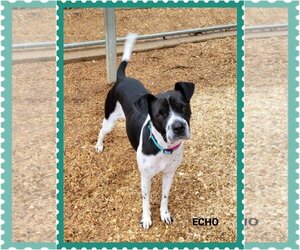 Boxer-Pointer Mix Dogs for adoption in Granbury, TX, USA