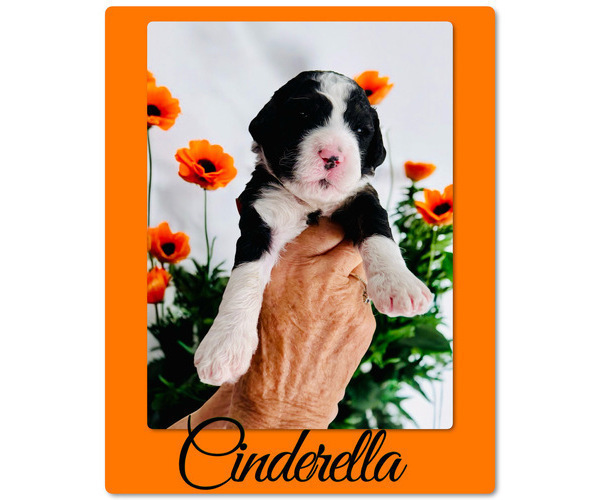 Medium Photo #4 Bernedoodle-Poodle (Standard) Mix Puppy For Sale in MENIFEE, CA, USA