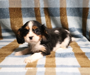 Cavalier King Charles Spaniel Puppy for sale in SHILOH, OH, USA