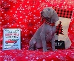 Small Photo #22 Weimaraner Puppy For Sale in NEWCASTLE, OK, USA
