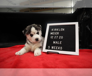 Siberian Husky Puppy for sale in OKAWVILLE, IL, USA