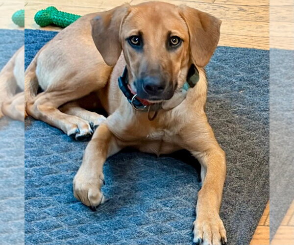 Medium Photo #4 Mutt Puppy For Sale in Canton, CT, USA