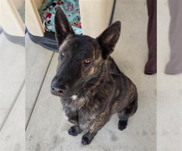 Medium Photo #1 Holland Shepherd Puppy For Sale in Redlands, CA, USA